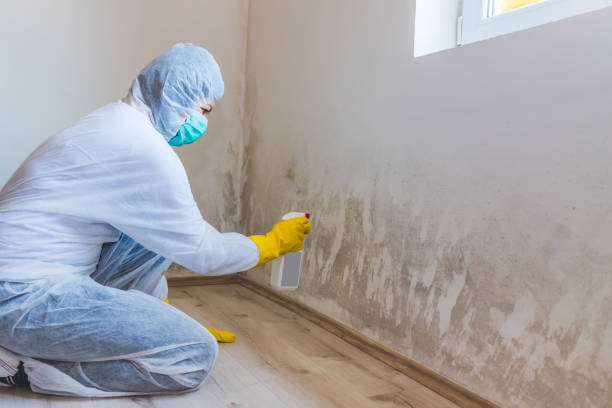 Licensed Basement Mold Remediation service in Accokeek, MD - WQB Mold Removal