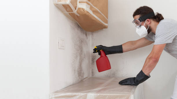Professional Basement Mold Remediation technician working in Accokeek, MD